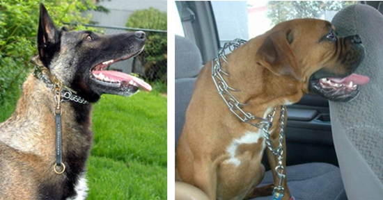 DOG TRAINING PRONG COLLAR dog training prong collar: