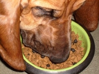 Grain Free Dog Food