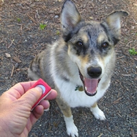 Clicker Training For Dogs