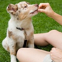 Positive Reinforcement Dog Training