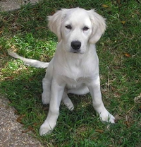 Potty Training A Puppy