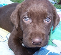 Feeding A Puppy