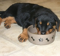 Feeding A Puppy