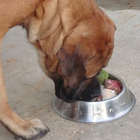 Raw Food Diet For Dogs