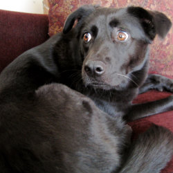 Tips For Dogs During Bad Weather