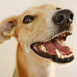 Ways To Help Your Dog Live Longer