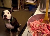 Making Your Own Dog Food