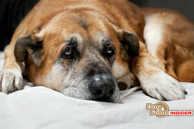 Adopt An Older dog