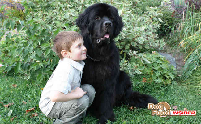 Best Dogs For Kids