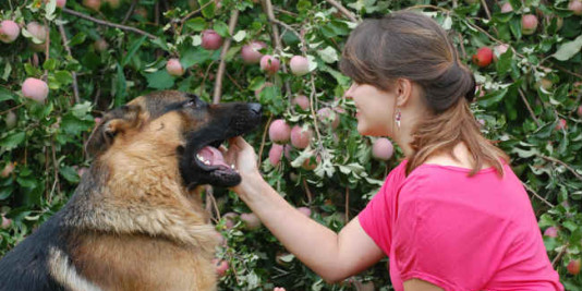 Dog Food Ratings