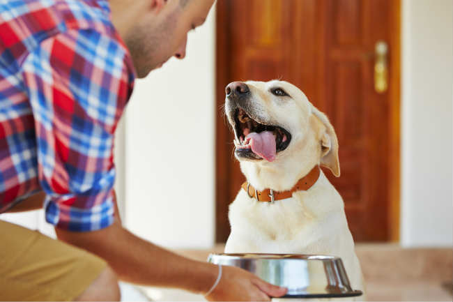 feeding elderly dogs