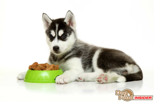 Best Dog Food Brands