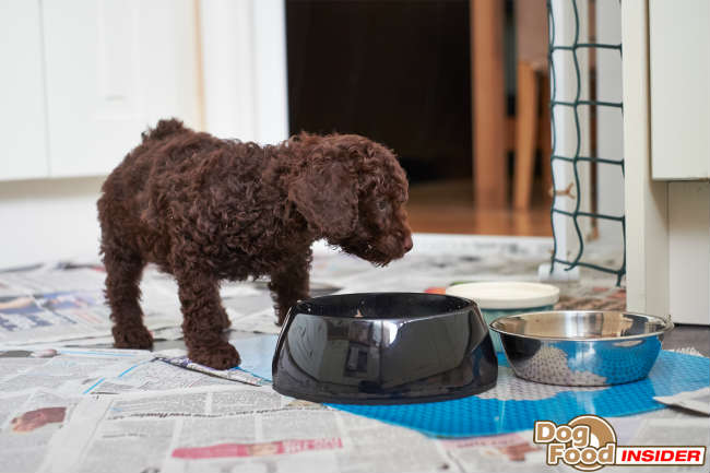 Best Dog Food Reviews