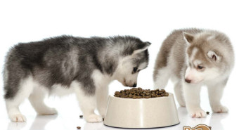 4health Puppy Food >> 4health Dog Food Reviews Comparisons 4health Puppy Food >> 4health Dog Food Reviews Comparisons