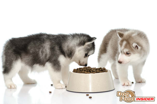 Best Dog Diet Dog Food