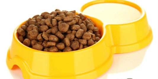 Choosing Dog Food