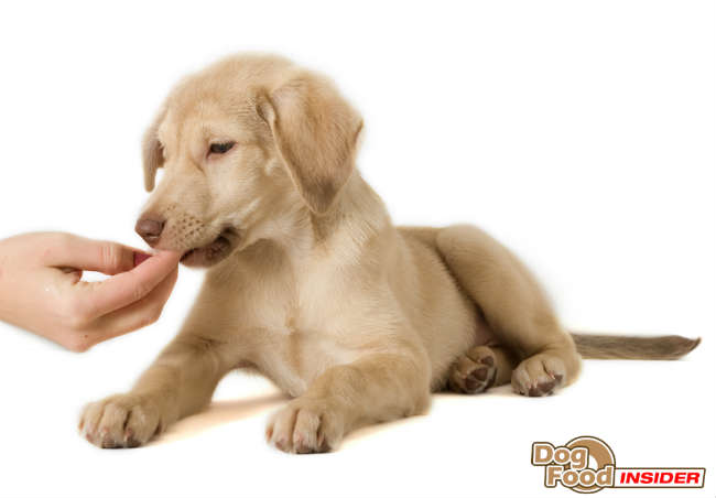 Feeding A Puppy