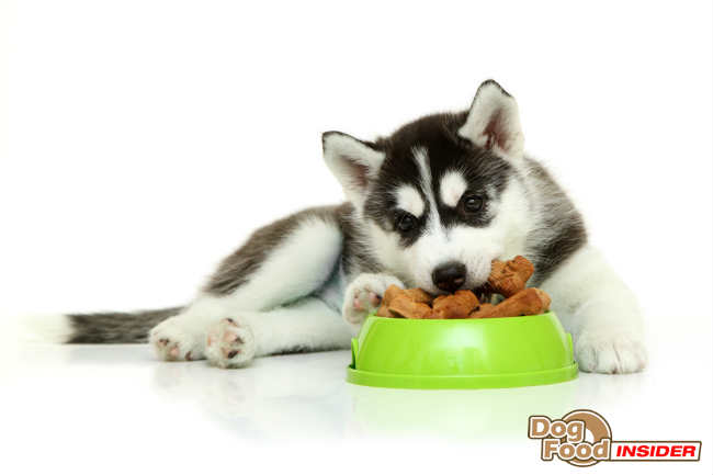 Dog Food Analysis and Review