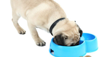4health Puppy Food >> 4health Dog Food Reviews Comparisons 4health Puppy Food >> 4health Dog Food Reviews Comparisons