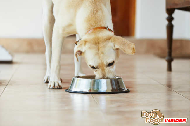 what to feed a dog after giving birth