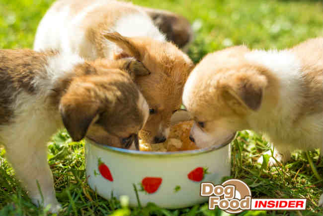 Puppies Eating Dog Food