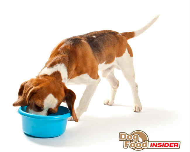 Vegetarian Diet For Dogs - Is It Ok?