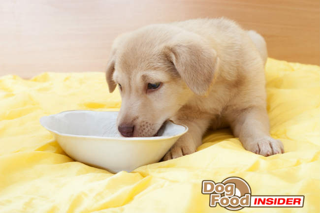 Dog Food Comparison Guide