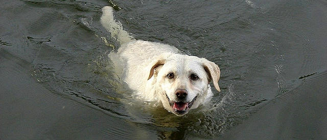 Dog Swimming Safety Tips