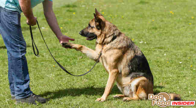 Dog Training Tips