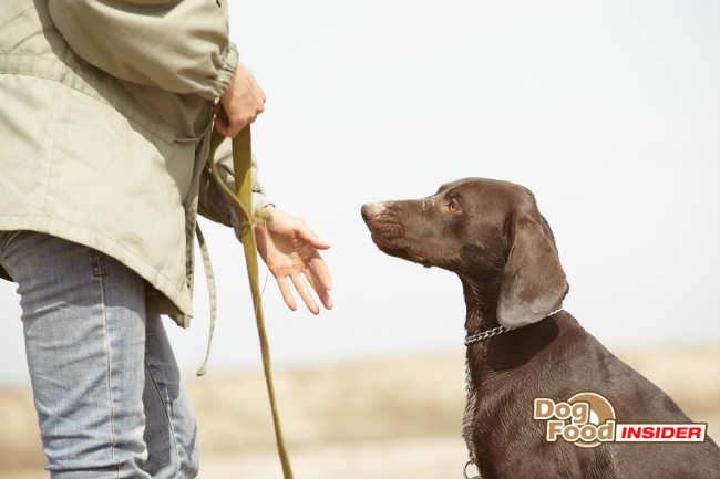 How To Find A Dog Obedience Trainer
