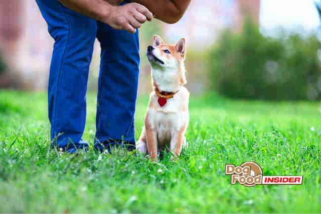 Importance Of Dog Obedience Training