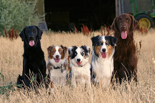 10 Requirements To Become A Pack Leader To Your Dog