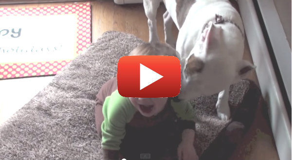 Watch As This Vicious PIT BULL Attacks A TODDLER!