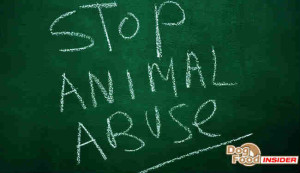 Anonymously Reporting Animal Abuse How To Do It Safely Report Animal Abuse 300x173 