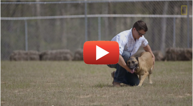Soldier Saves Dog