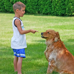 How To Become A Pack Leader To Your Dog