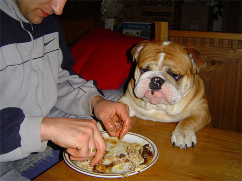 List Of Dangerous Food For Dogs