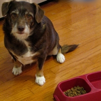Some Common Reasons Why Your Dog Won't Eat