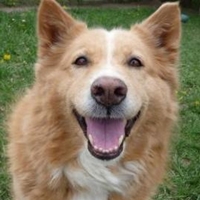 Positive Reinforcement Dog Training