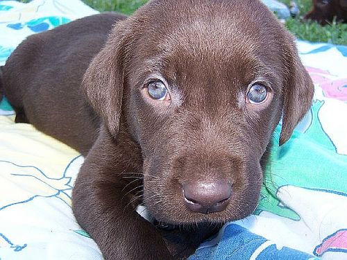 Feeding A Puppy - What You Need To Know