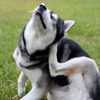 Skin Allergies In Dogs - A Simple Issue Of Diet?