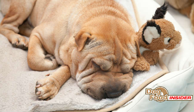 What Type Of Dog Beds Are Most Comfortable For Dogs?
