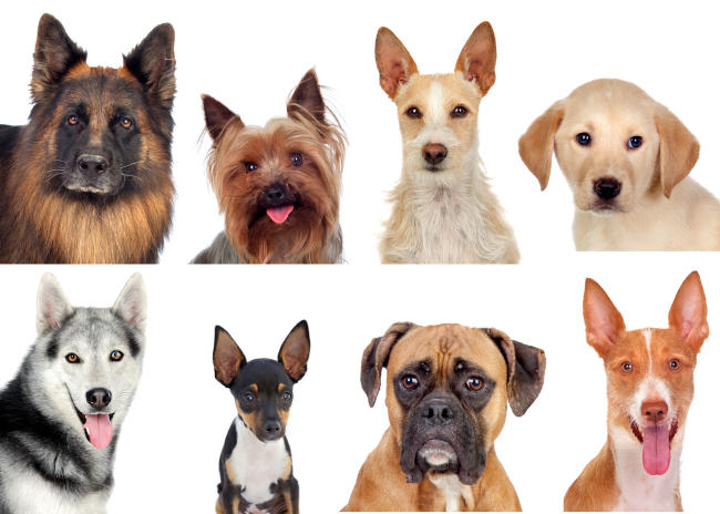 Are Dog DNA Tests Accurate?