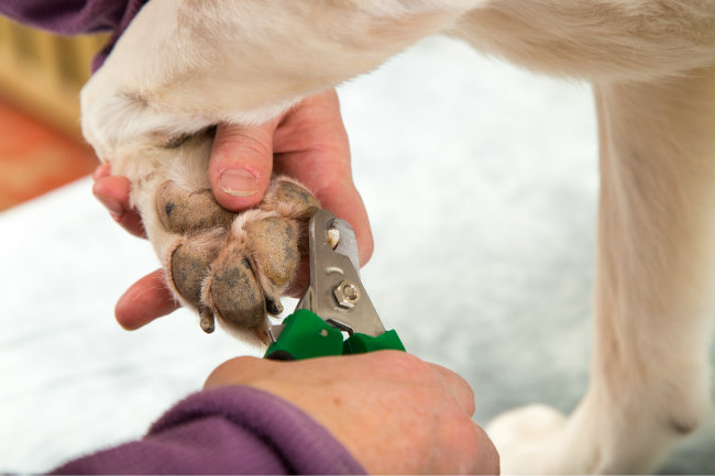 How Often To Groom Your Dog