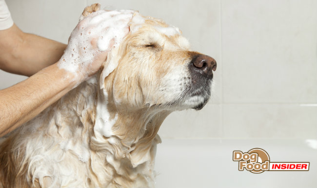 How To Find The Best Dog Shampoo