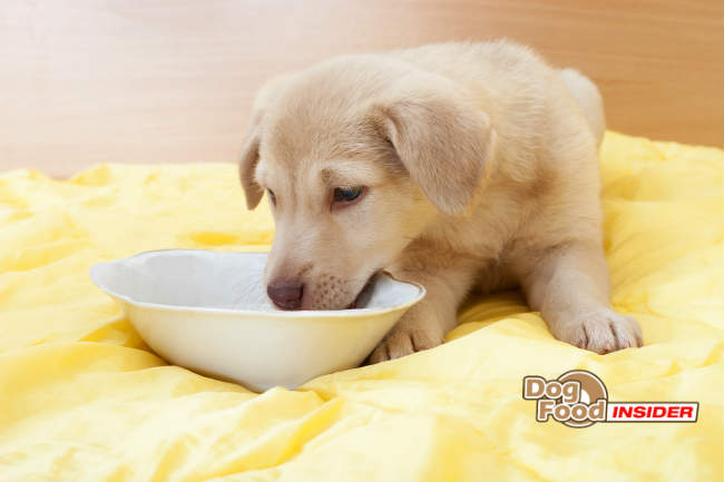 Switching From Puppy Food To Adult Dog Food
