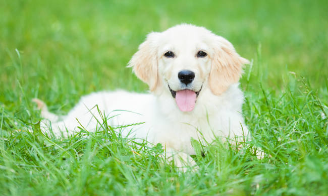 Dog On Grass