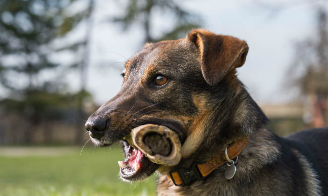 dog with a bone