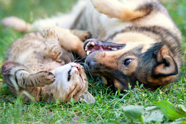 Dog and Cat