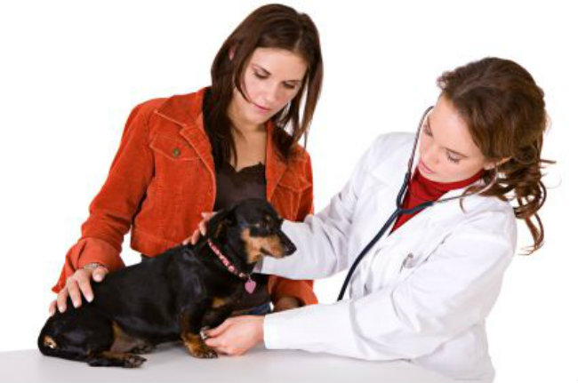 Congestive Heart Failure In Dogs